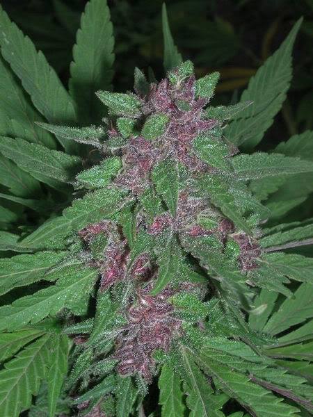 File:ACE Pakistan Chitral Kush 2.jpg
