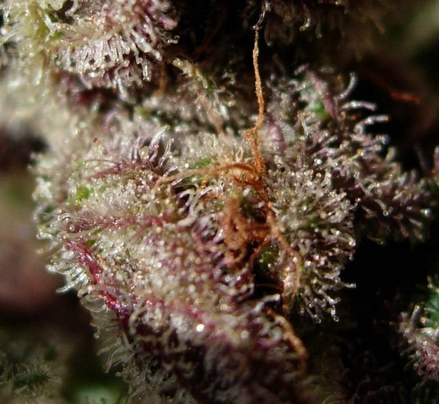 File:ACE Pakistan Chitral Kush 1.jpg