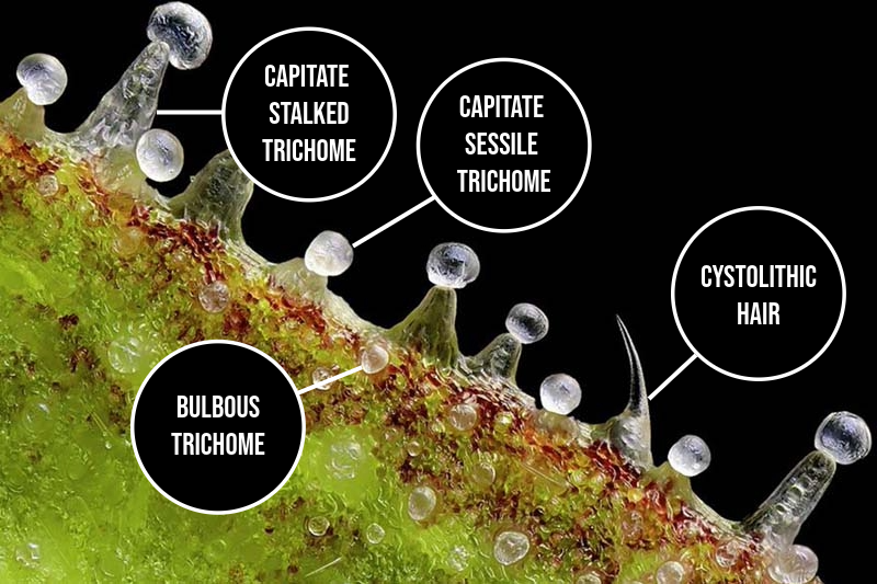 File:Trichome types.png