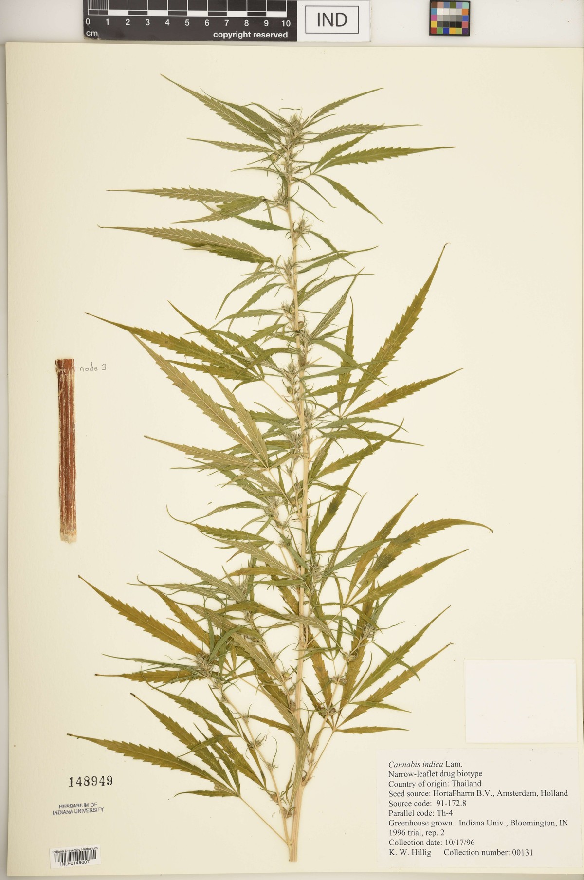 Digitised herbarium sheet with a flowering Cannabis branch of long, narrow-leafleted leaves, a separate stem segment, and a typed Indiana University greenhouse label.