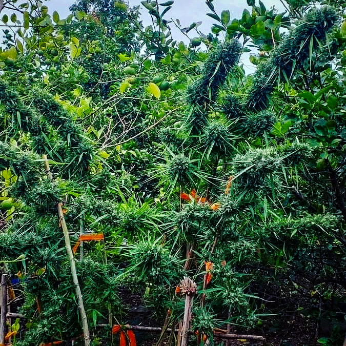 Kroeng Krawia landrace cannabis.