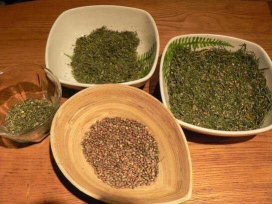 File:VIB Jamaican Lambsbread IBL 2.jpg