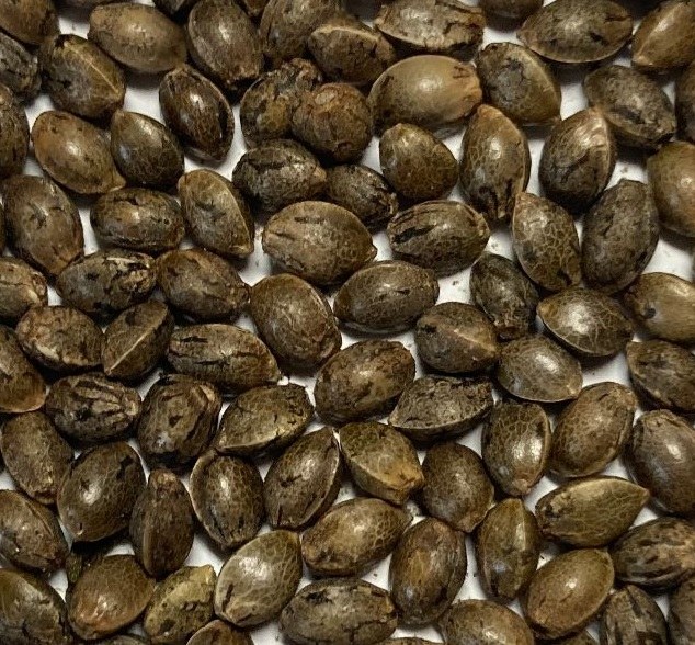 File:RSC Champasak 1.jpg
