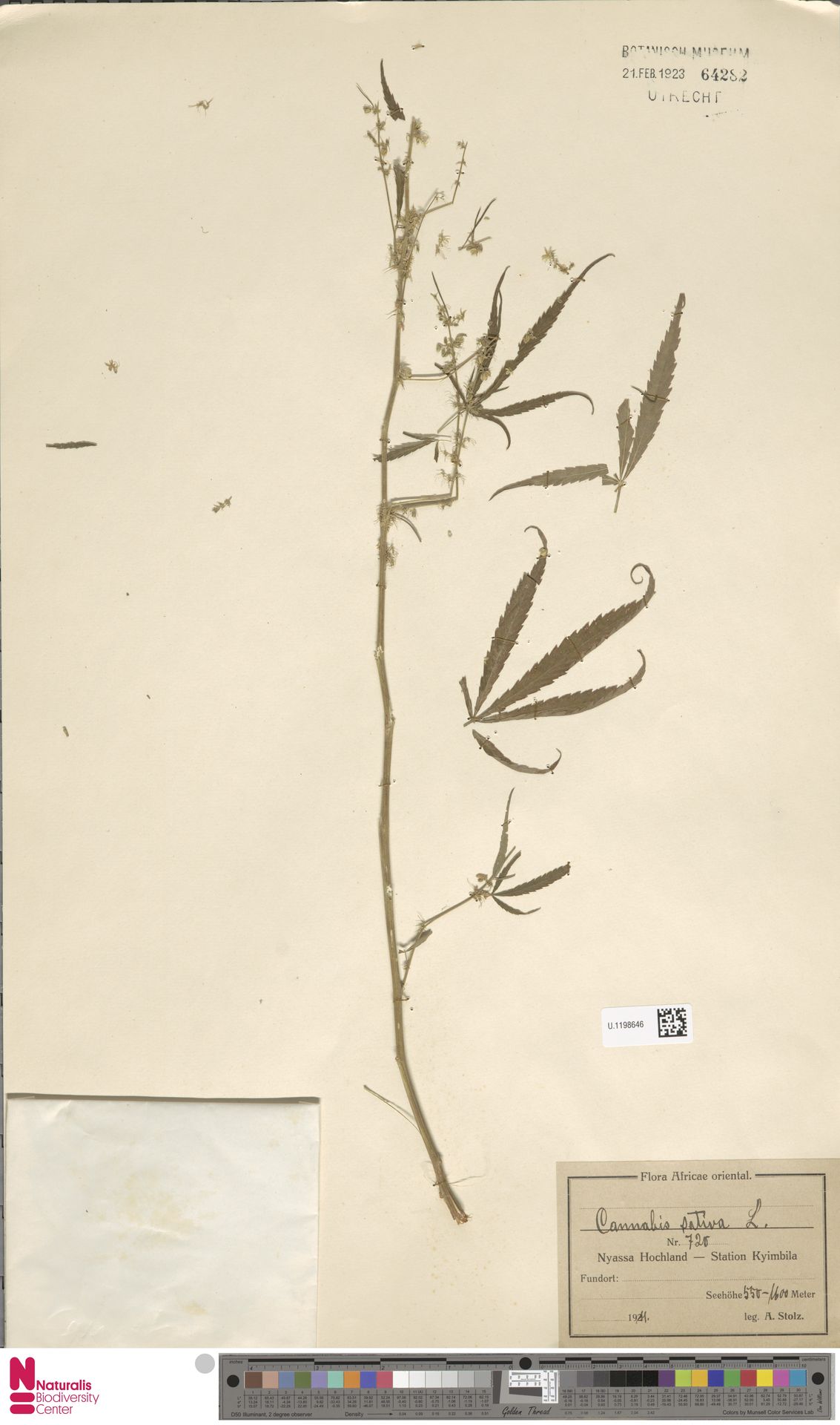 Digitised herbarium sheet with one long, sparsely leafy Cannabis stem, a blank folded envelope at the lower left and a printed Flora Africae orientalis label at the lower right.