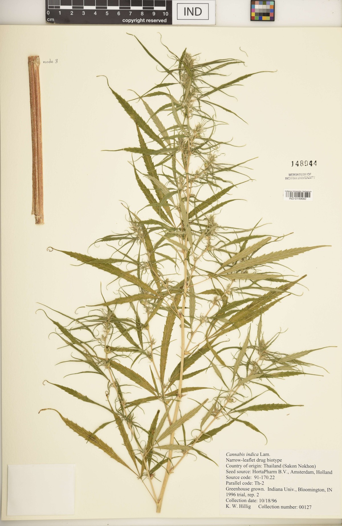 Digitised herbarium sheet with a leafy Cannabis branch of long, narrow leaflets, a separate length of stem at upper left and a typed Indiana University label.