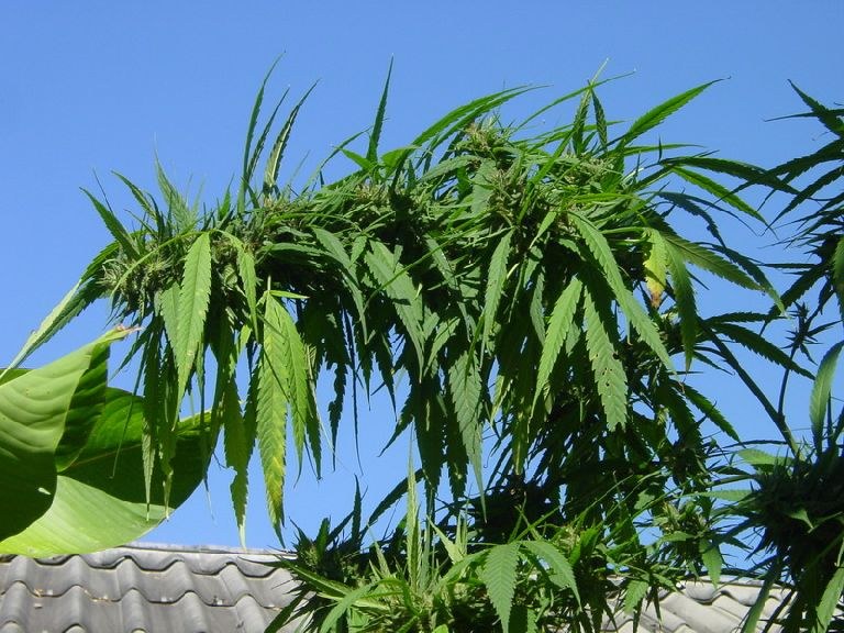 File:RSC Highland Thai 6.jpg