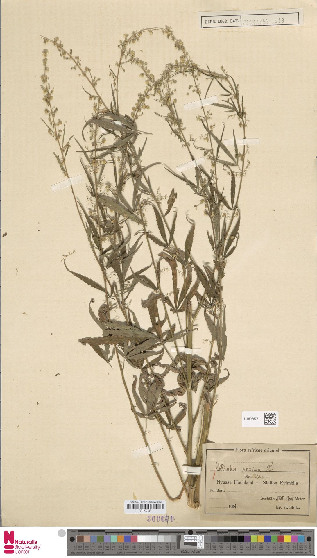 Digitised herbarium sheet with several tall, branched male Cannabis stems with slender flowering branches and a printed Flora Africae orientalis label filled in by hand at the lower right.