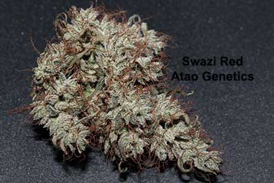 File:ATA Swazi Red IBL 2.jpg