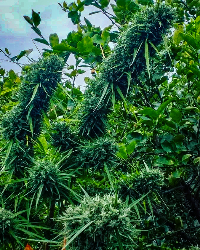 Kroeng Krawia landrace cannabis.