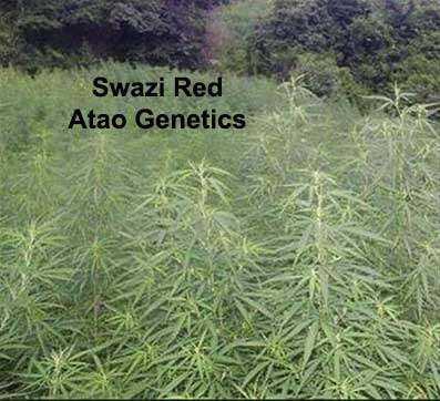 File:ATA Swazi Red IBL 3.jpg