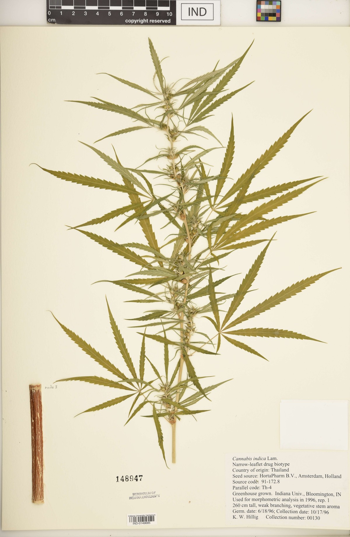 Digitised herbarium sheet with a flowering Cannabis branch of long, narrow-leafleted leaves, a separate stem segment, and a typed Indiana University greenhouse label.
