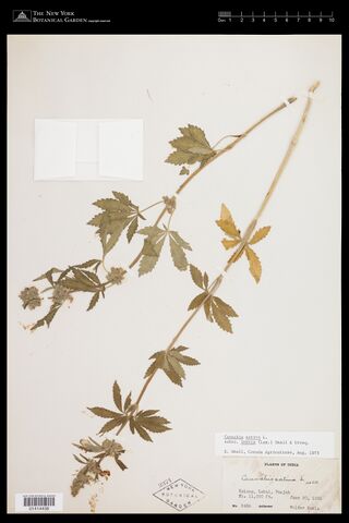 Digitised herbarium sheet with mounted fruiting Cannabis branches and collection and determination labels.