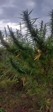 Tall, thin cannabis plants against a grey sky