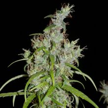 A cannabis flowering top with clustered calyxes, white resin and pale orange pistils, among narrow green leaves, against a black background