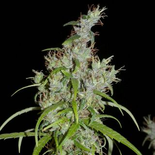 A cannabis flowering top with clustered calyxes, white resin and pale orange pistils, among narrow green leaves, against a black background