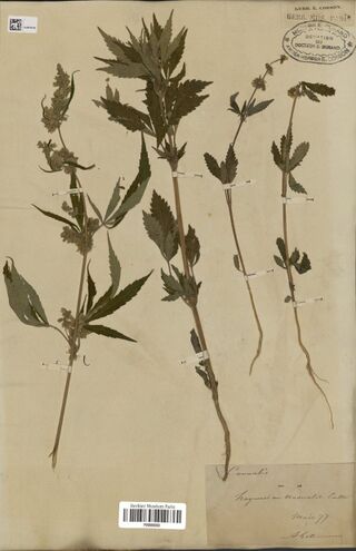 Digitised herbarium sheet with four Cannabis stems, two with leafy flowering tops, an oval donation stamp at the upper right and a small handwritten slip at the lower right.