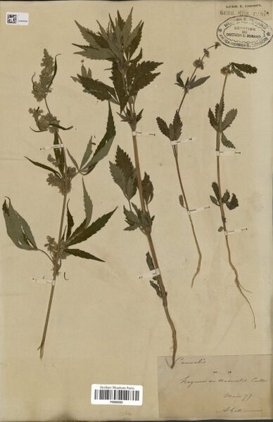 File:Letourneux s.n. specimen P06886060.jpg