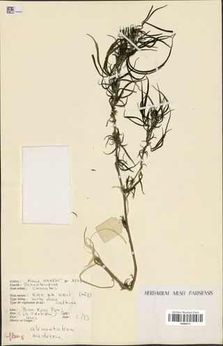 Digitised herbarium sheet with a Cannabis sativa stem and a handwritten French collection label.
