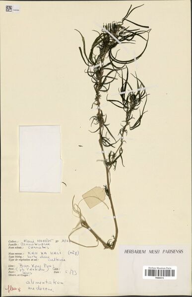 File:Martin 1866 specimen P06884314.jpg