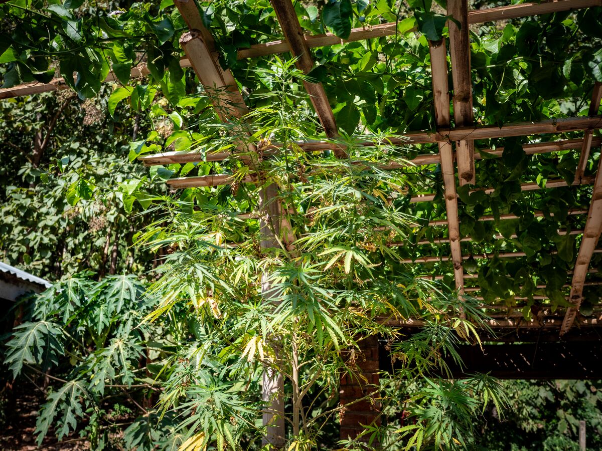 Landrace cannabis growing in Nong Khiaw, Northern Laos