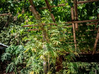 Landrace cannabis growing in Nong Khiaw, Northern Laos