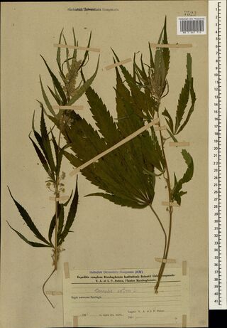 Digitised herbarium sheet with two Cannabis stems bearing large, broad palmate leaves and small flowering branches, and a printed expedition label at the lower right.