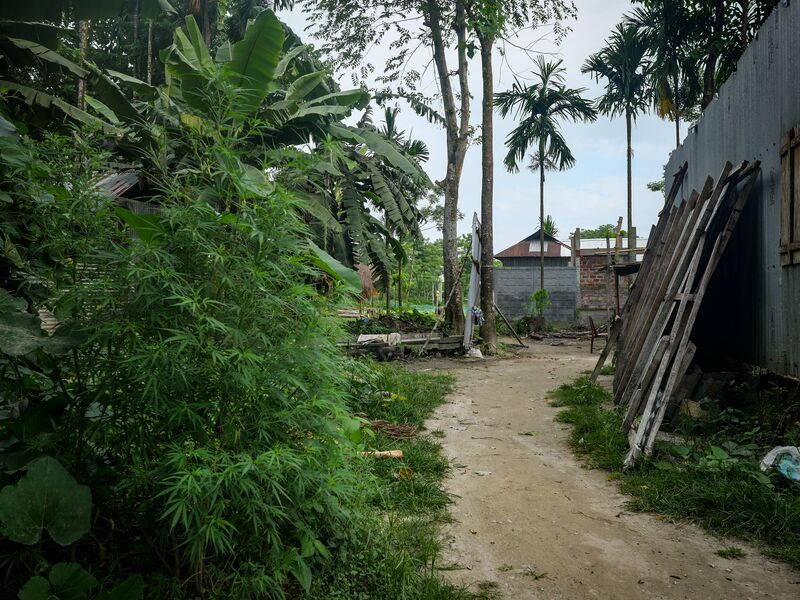 File:Suripara-Feral-Selection-10.jpg