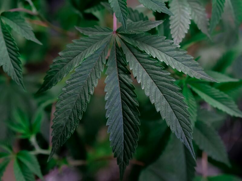 File:Cannabis-Indica.jpg