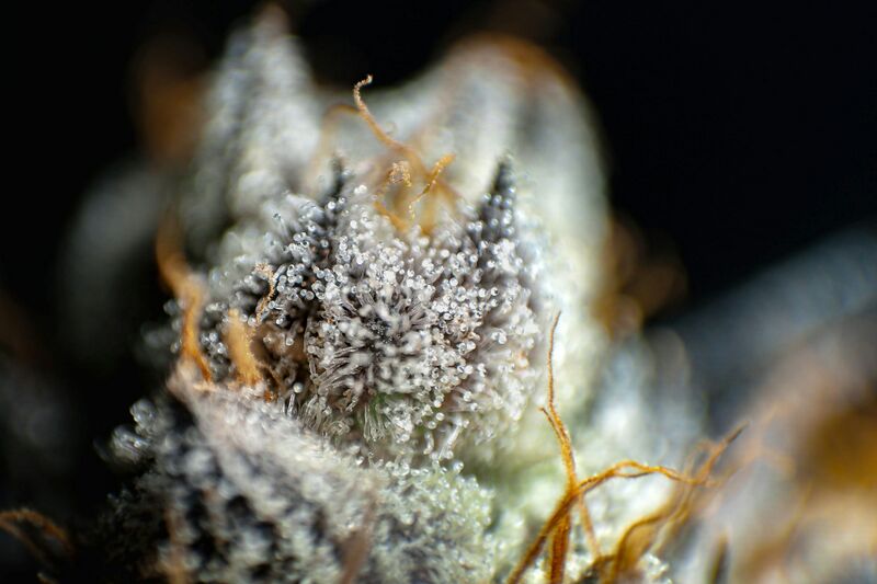 File:Cannabis-trichome-macro.jpg
