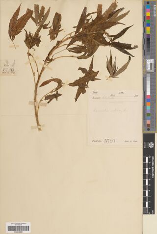 Digitised herbarium sheet with sparse, browned Cannabis sativa foliage beside a printed field label.