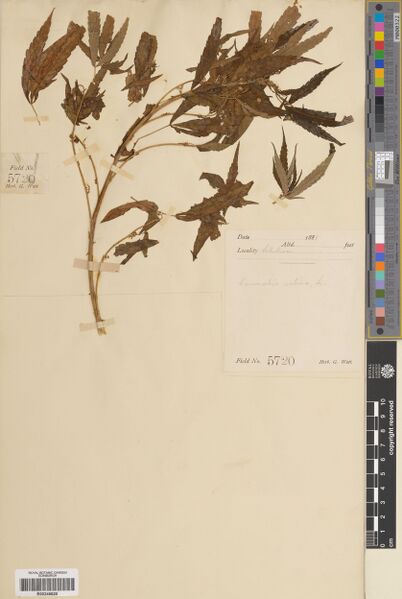 File:Watt 5720 specimen E00248820.jpg