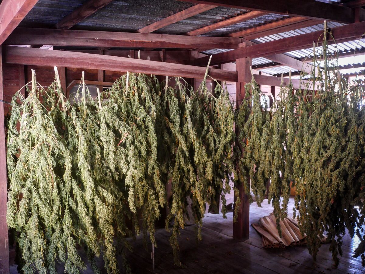 Landrace cannabis flowers drying in a 'sala' or barn at Khun Aek's farm in the Phu Phan hills of Northeastern Thailand