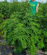 Dense stand of tall green cannabis plants, with a person standing among them
