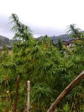 Tall cannabis plants beside a wooden pole, with houses and hills behind