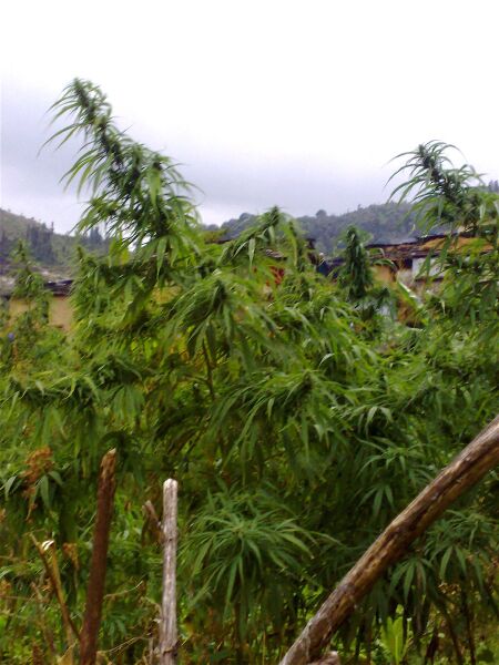 File:RSC Kumaoni 3.jpg
