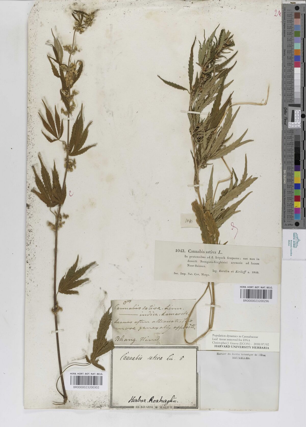 Digitised herbarium sheet with two leafy Cannabis stems from different collections, several printed and handwritten labels at the lower right, and a printed slip recording that leaf tissue was taken for DNA.