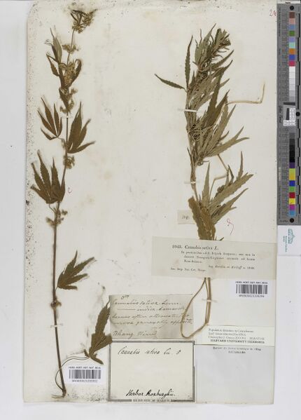 File:Roxburgh s.n. specimen BR0000023200302.jpg