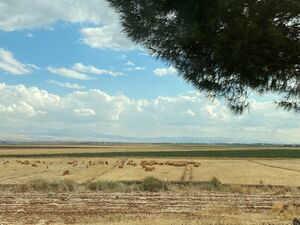 Pale harvested fields and a flock of sheep on a wide valley floor, with bare mountains behind