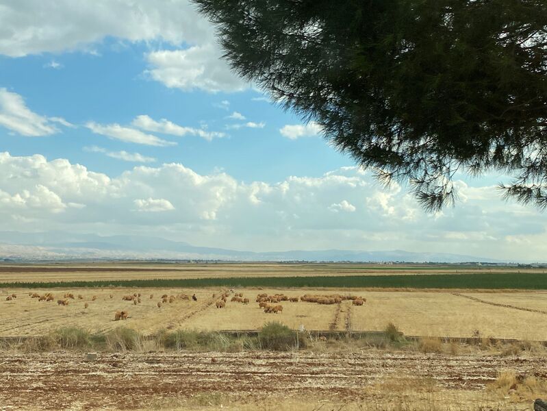 File:Beqaa-Valley-Bekaa-Valley-fields-and-sheep-15-September-2021-by-Diana-Salloum.jpg