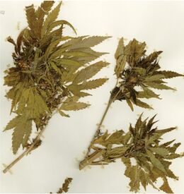 Herbarium sheet with three dense, leafy cannabis branches bearing seed, strapped to the mount.