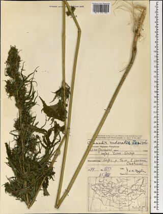 Digitised herbarium sheet with a dense leafy Cannabis flowering top and a long bare stem with its roots, and a printed expedition label with a small map of Mongolia at the lower right.
