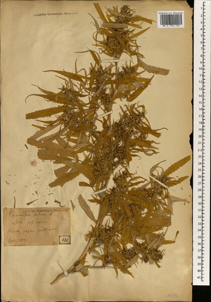 File:Anon. s.n. specimen MW0736232.jpg