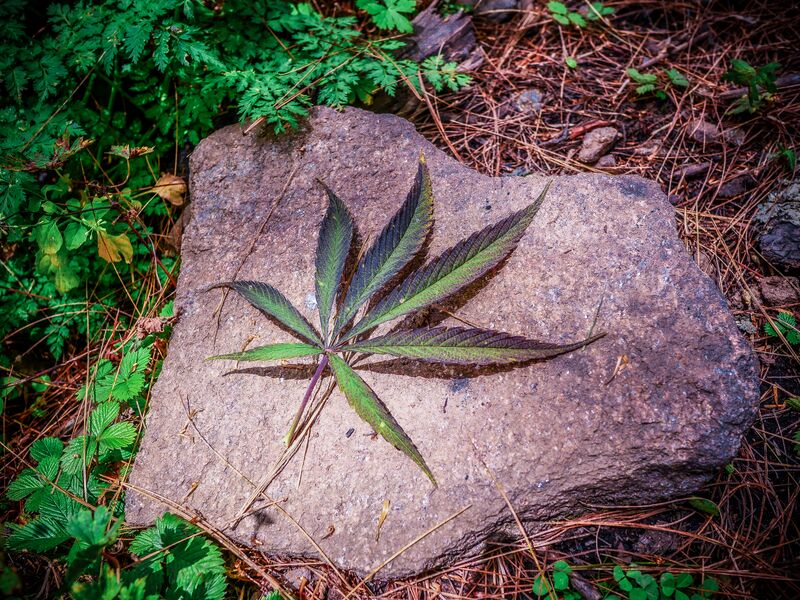 File:Cannabis-Sativa02.jpg