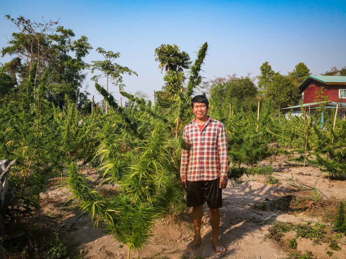 Khun Ta Lo standing in landrace cannabis field at his farm in the Phu Phan mountains of Northeastern Thailand