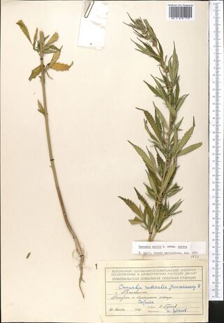 Digitised herbarium sheet with a bare Cannabis stem with its roots on the left, a leafy flowering branch on the right, a clear packet clipped at the top, a typed slip and a printed label at the lower right.