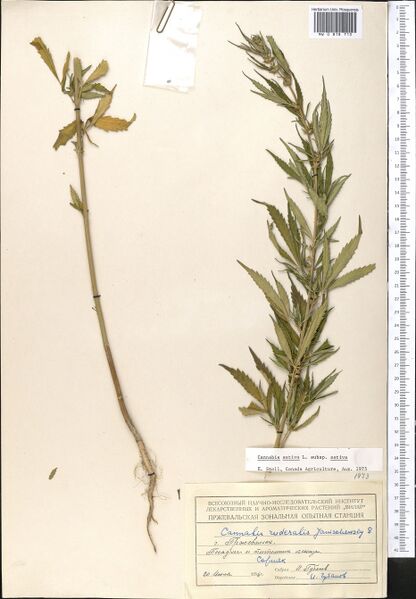 File:Gubanov s.n. specimen MW0818713.jpg