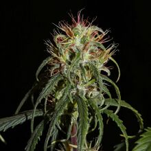 A cannabis flower cluster with pink and red pistils and drooping leaves on a red stem, against a black background