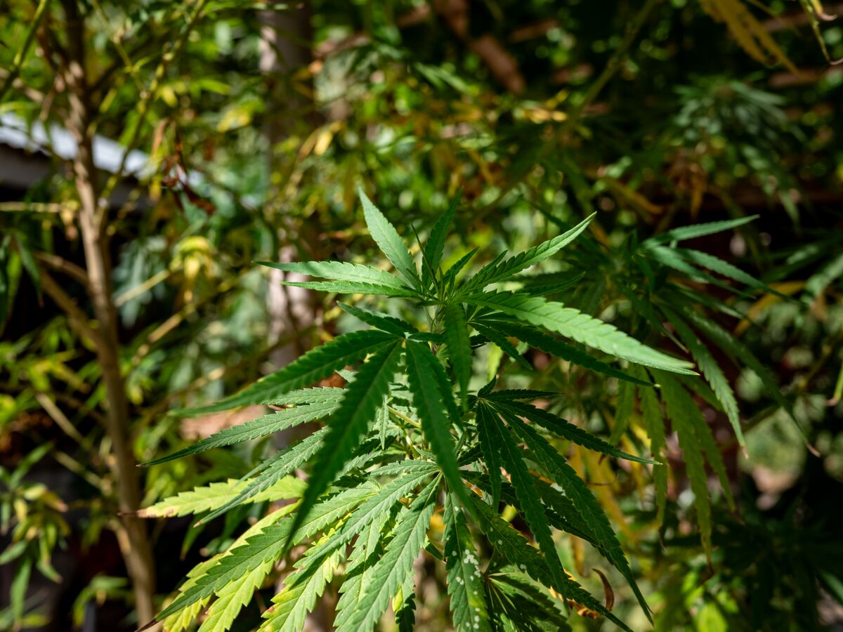 Landrace cannabis growing in Nong Khiaw, Northern Laos