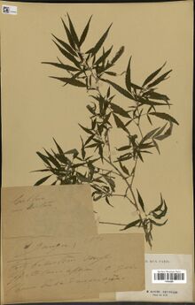 A herbarium sheet with one pressed, branching cannabis stem bearing narrow serrated leaflets, two handwritten paper labels at the lower left and a printed museum label with a stamp at the lower right.