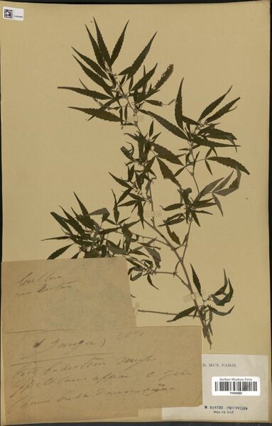 File:Barthe 1 specimen P06884253.jpg